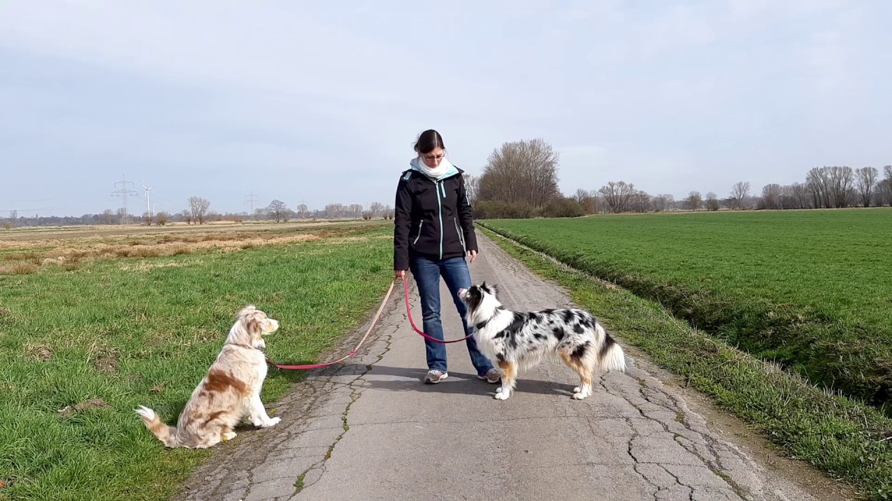 Hundetraining: 3 praktische Übungen für unterwegs | 3 Übungen, die uns den Alltag leichter machen
