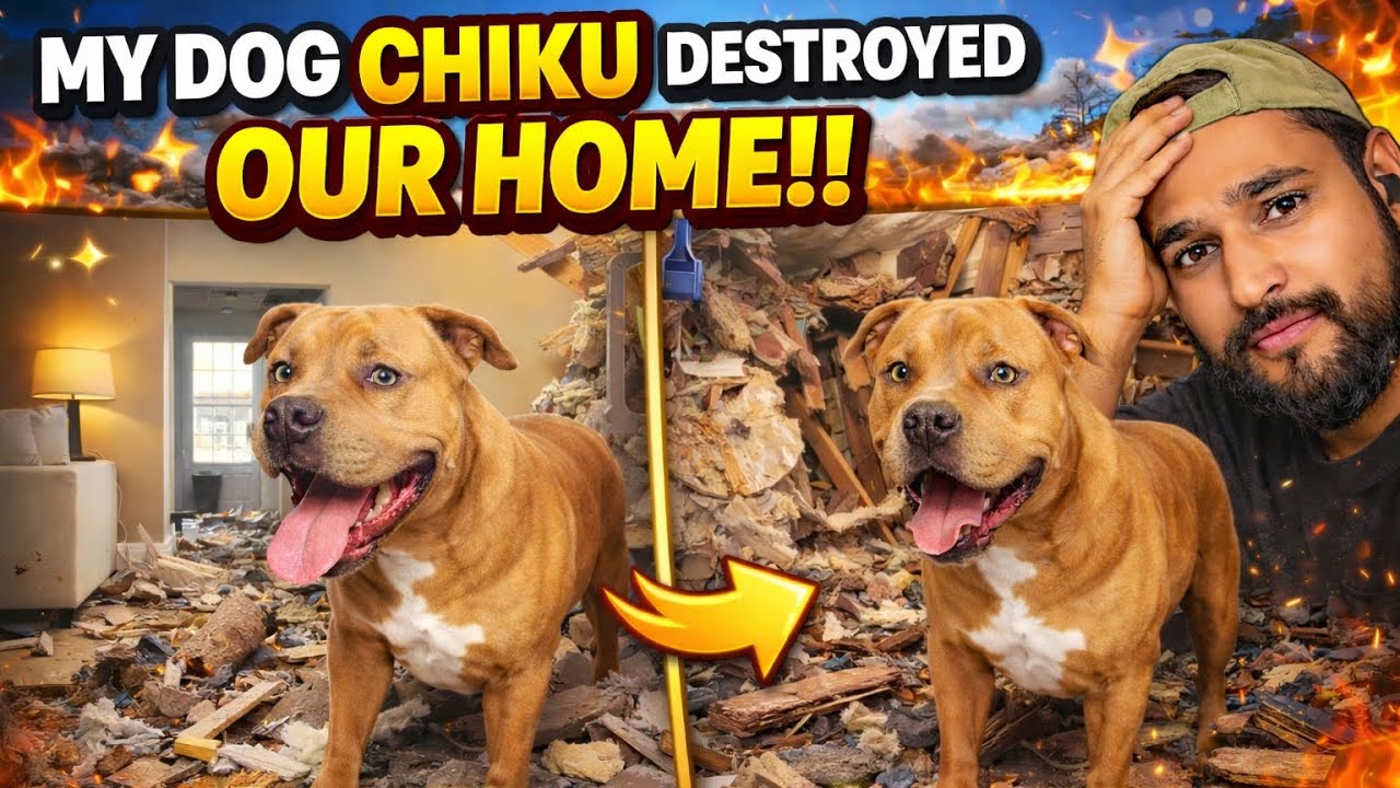 My dog chiku House Disaster 