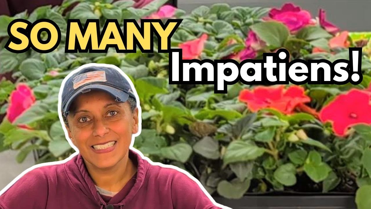 How To Pinch, Take Cuttings & Propagate Impatiens (Started From Seed)