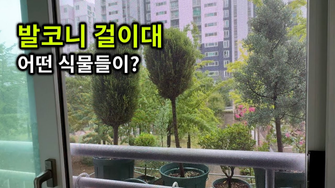 발코니 걸이대에 어떤 식물이?