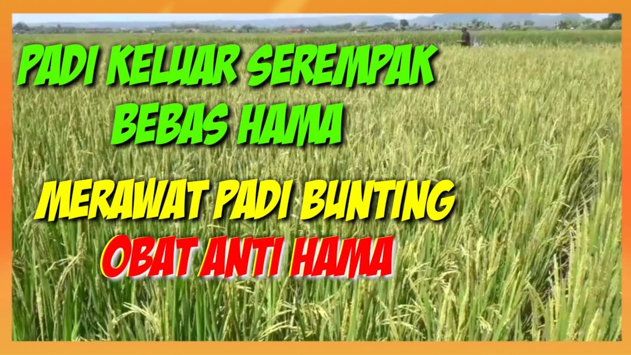 HAMA PADI BUNTING||TIPS AMPUH MENGATASI HAMA PADI BUNTING UNTUK HASIL MAKSIMAL