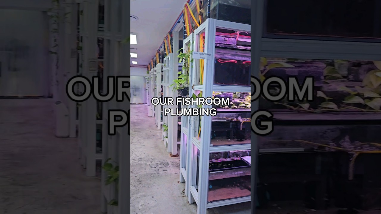 Building My Ultimate Fish Room!