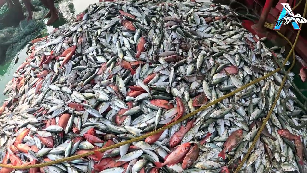 Massive Sardine & Red Snapper Catch | Ocean King Catch: Sardines and Snapper | Epic Red Fish Catch
