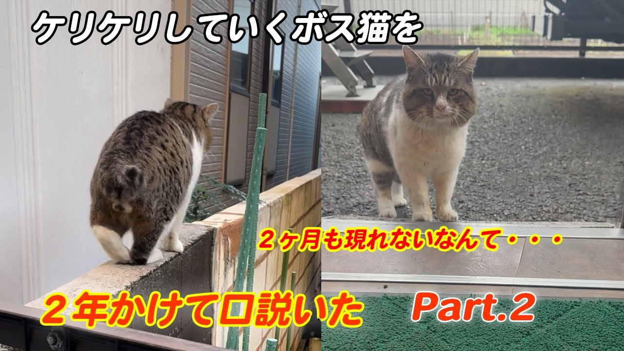 ケリケリしていくボス猫を２年かけて口説いた Part.2