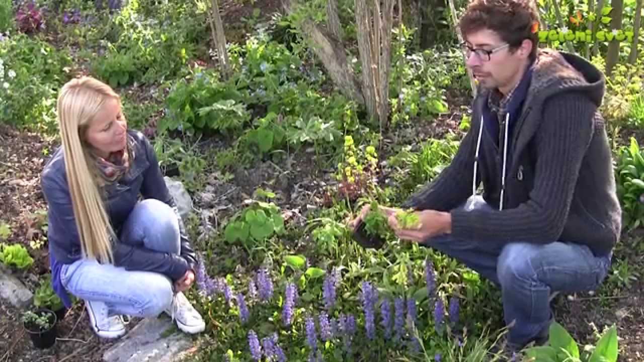 Trajnice za senco 2