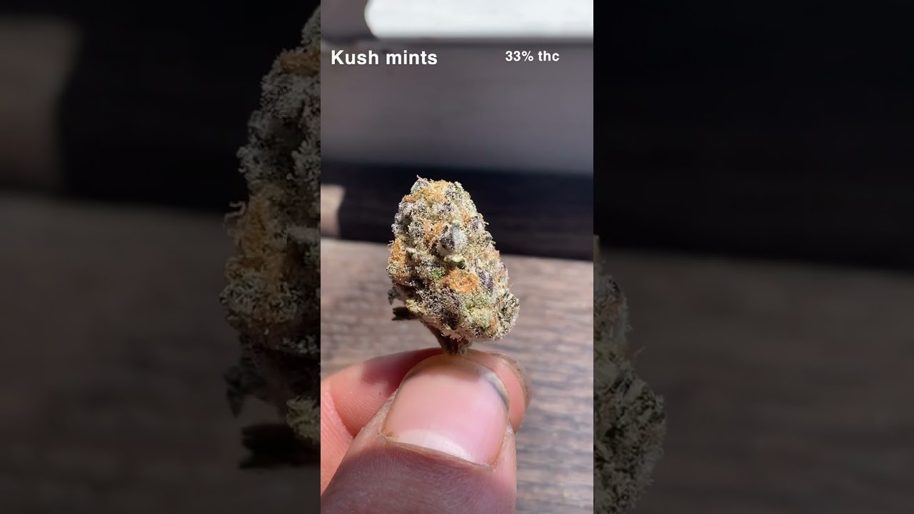 Kush mints grown by progromichigan