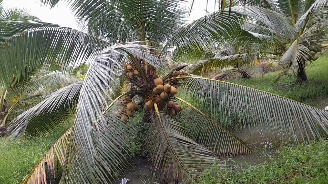 Đi thâm vườn dừa của em anh chị em quà đồng nghiệp rất cảm ơn anh chị