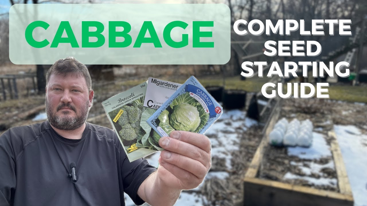 Starting Cabbage from Seed:  Indoors