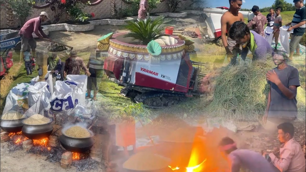 #todayvideo #বাংলাদেশের ঐতিহ্যবাহী অগ্রাহন মাসের ভরা মৌসুমে সোনালী ধান কৃষকের মুখের হাঁসির #video 😀👌