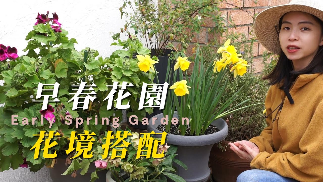 三月早春花园，洋水仙、风信子的花境搭配 | Ep32