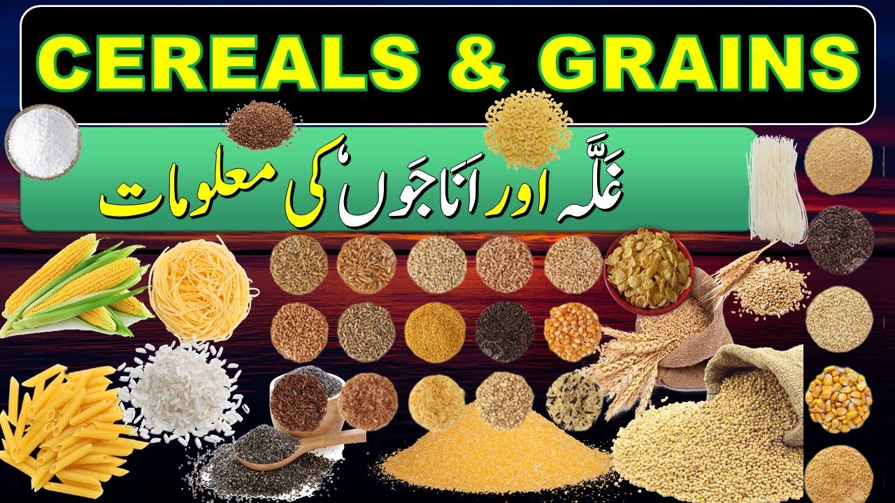 Cereals and Grains in English | Cereals and Grains in Urdu and English | Cereals and Grains List