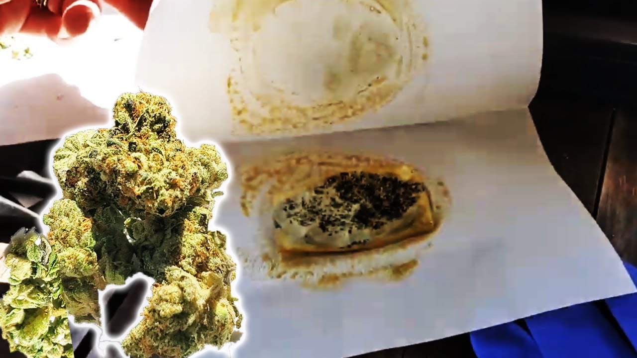 Squashing OZ Kush into Rosin with Uncle Stoner