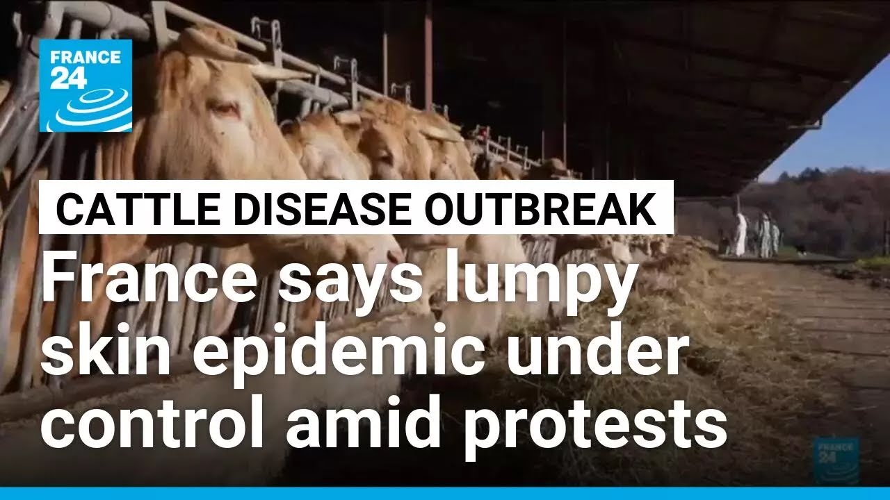 France says cattle disease under control as farm protests continue &bull; FRANCE 24 English