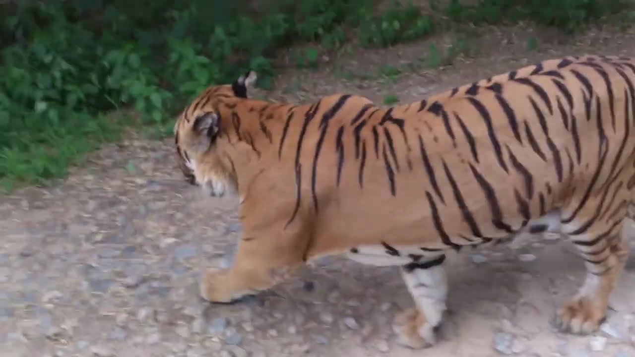 Bannerghata National Park #bannerghattanationalpark #karnataka 