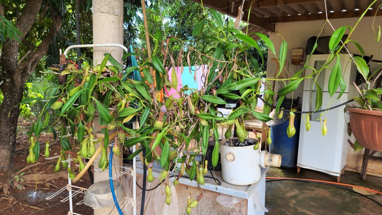 Nepenthes Graciliflora (Plantas carnívoras ep #1)