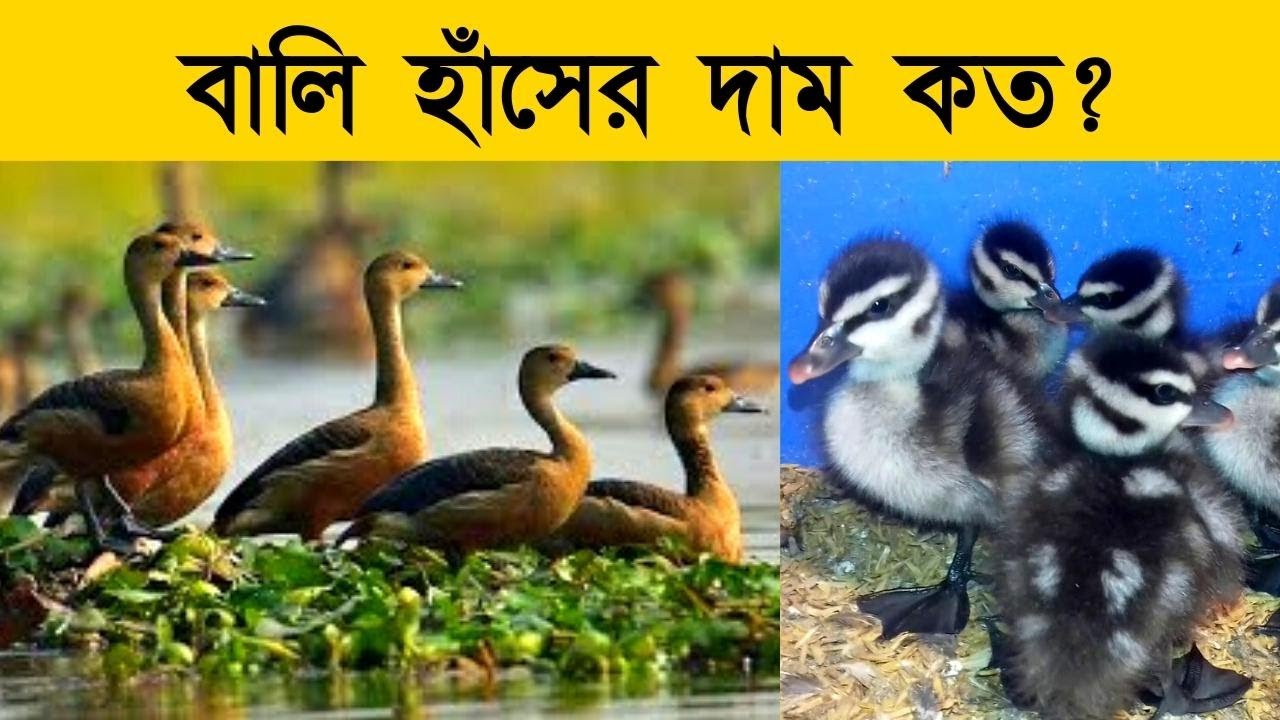 বালি হাঁসের দাম কত?- শৌখিন পোষা হাঁসের দাম- Balihas/Whistling Duck price in Bangladesh- -পোষা প্রাণী
