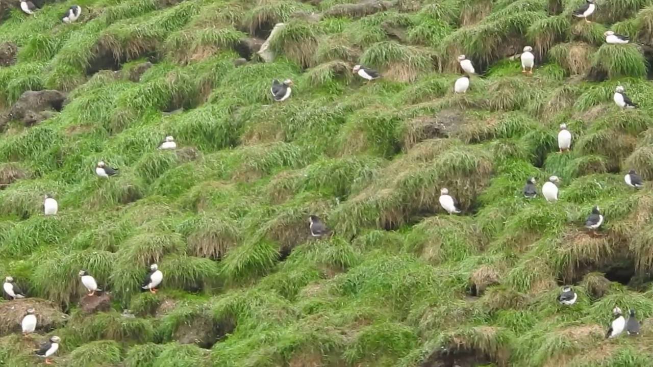 Atlantic Puffin nesting colony