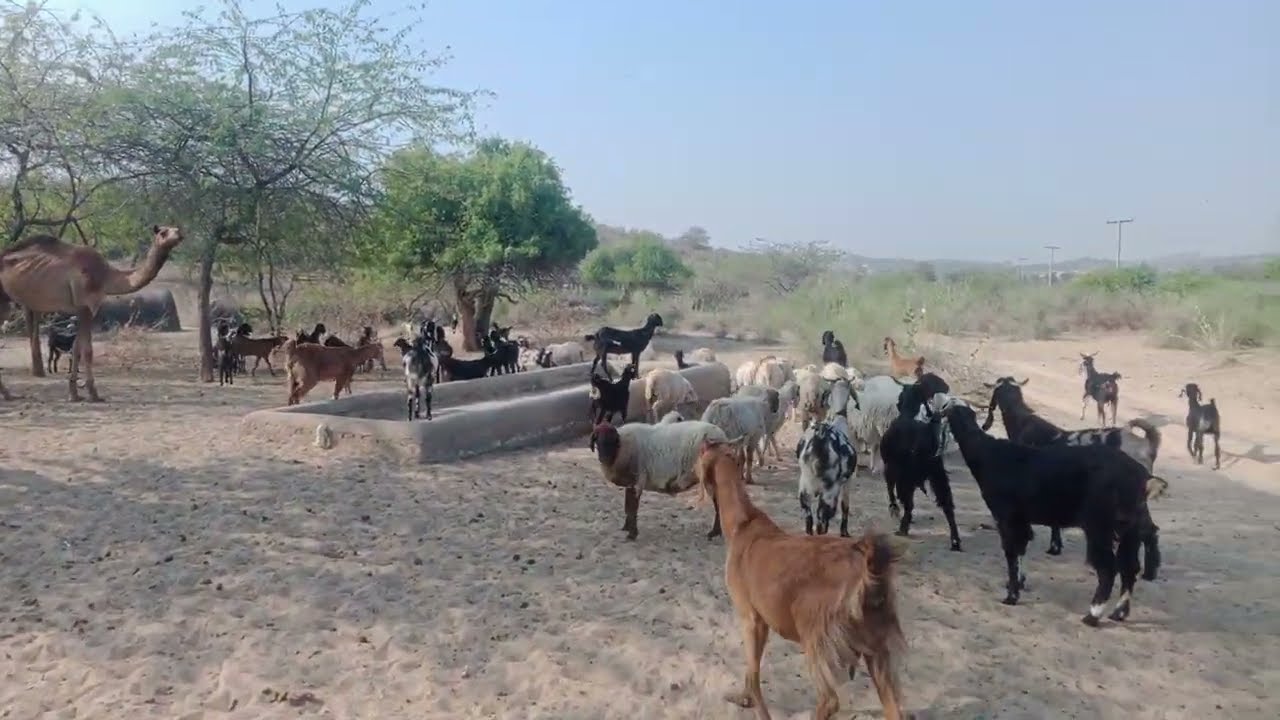 سنعرض لكم اليوم كيف يسقي الناس الماعز والأغنام في صحراء ثار. سنريكم مشهداً خلاباً على الصخور. شاهدوا