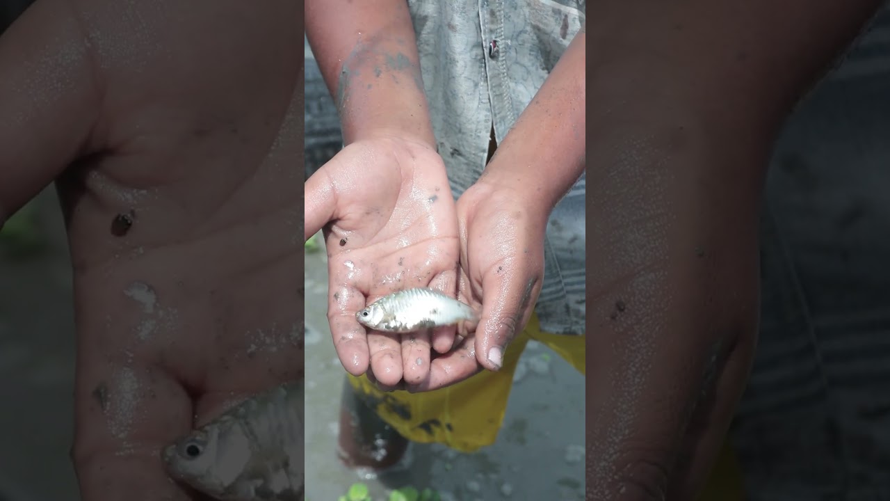 Amazing fish #fishing #handfish