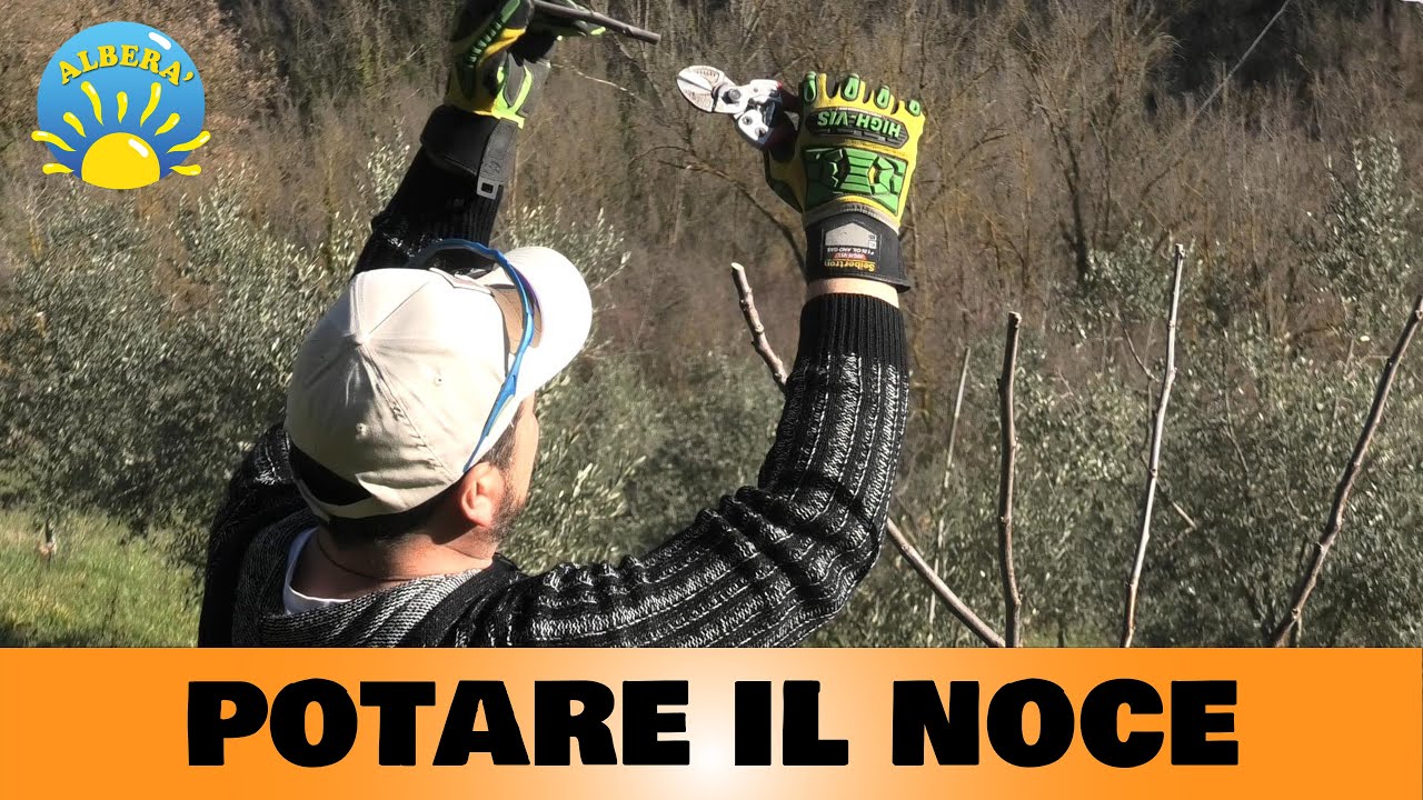 COME POTARE IL NOCE...  PROVA PRATICA E CONSIGLI UTILI ( FRUTTA SECCA )