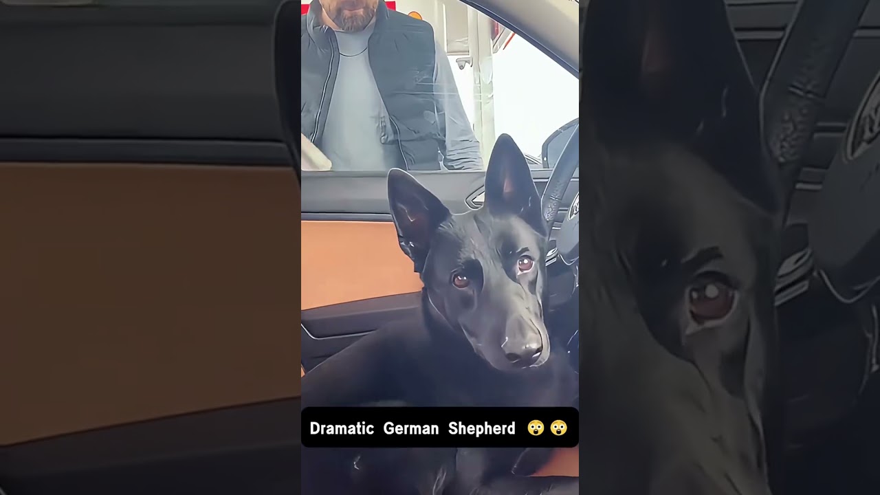 Funny Dogs #Funny #Cute #Dogs #Trending #ForYou