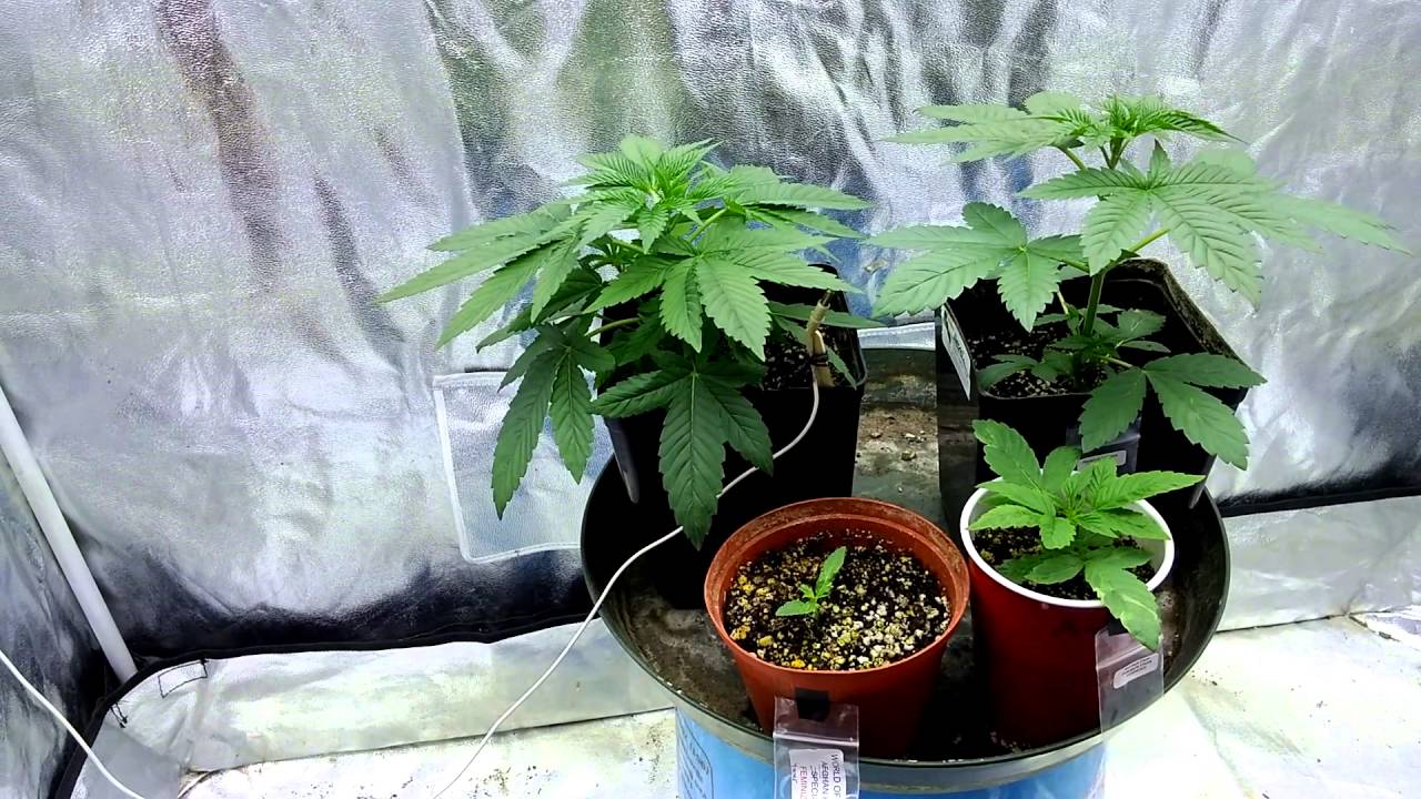 Og Kush #18, Afghan Kush Special & Pineapple Chunk