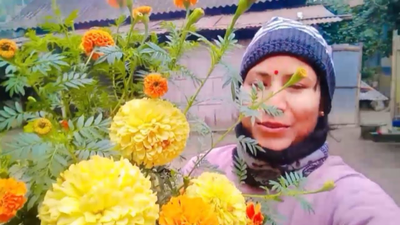 বরমশাই ঘুরতে গিয়ে কতোগুলো ফুল নিয়ে আসলো।