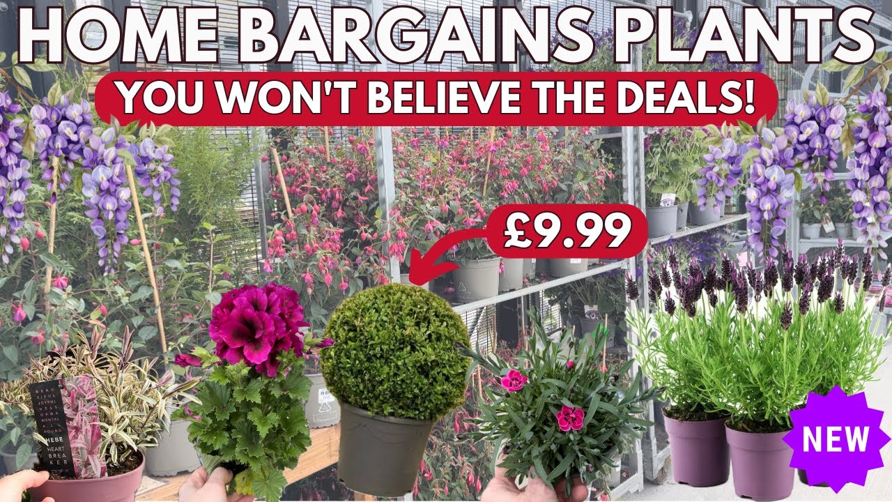🌺 HOME BARGAINS GARDEN CENTRE 2025 | First Look at Summer Plants! Part 2 🌿
