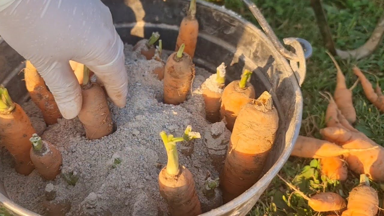 Как хранить морковь, чтобы она оставалась свежей всю зиму??