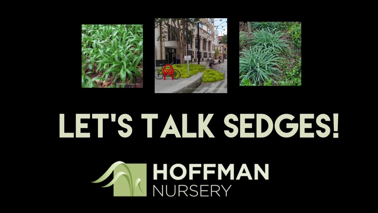Let's Talk Sedges