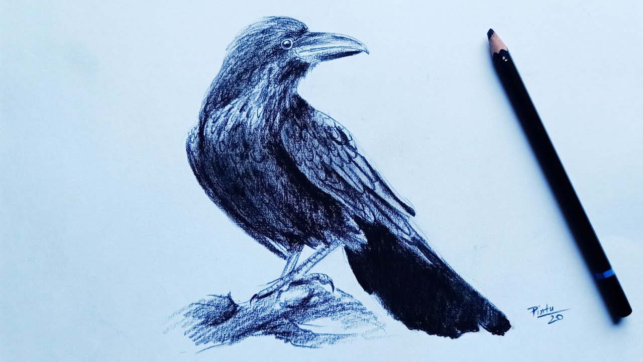 How to draw a crow | Pencil shading drawing