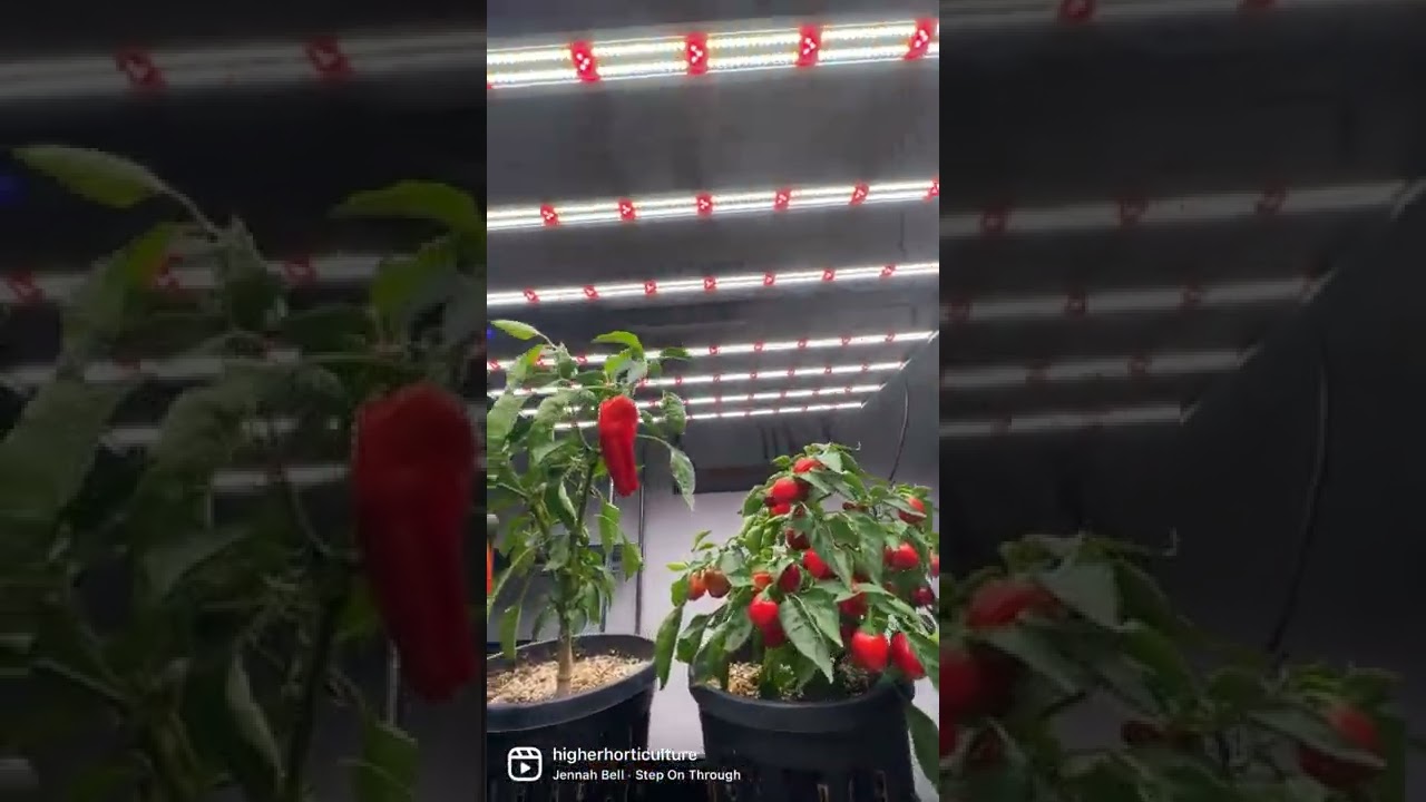 Best LED grow light