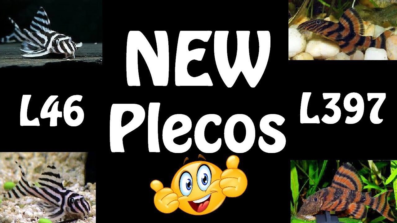 More New Rare Plecos!!!