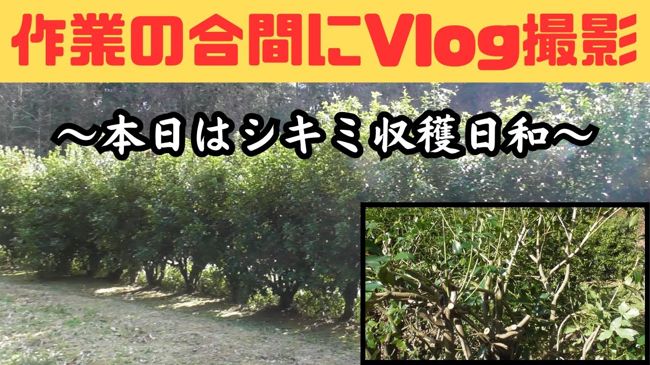 作業の合間にVlog撮影～本日はシキミ収穫日和～