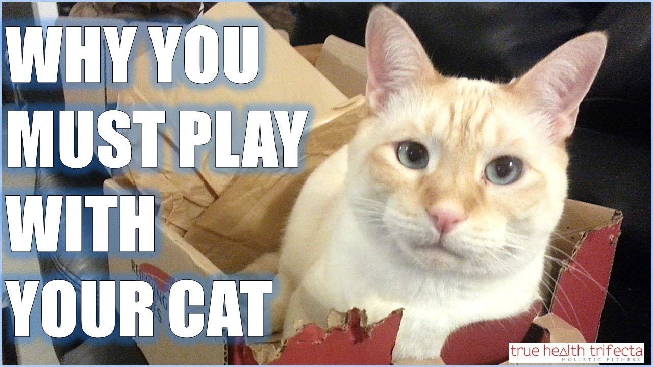 How important is it to PLAY with your Cat? - Caturday with Cat Lady Fitness