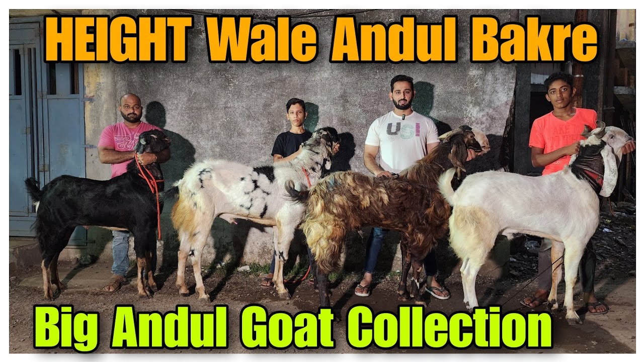 Big Andul Goat Collection In Bhiwandi | Bade Andul Bakre |@Rizwankranti