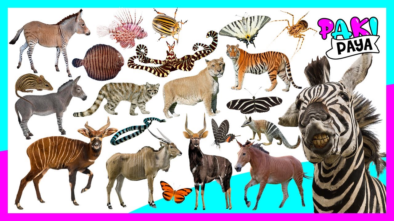 ¡29 ANIMALES CON RAYAS QUE QUIZÁS NO CONOCES! 😲😵 ANIMALES RAYADOS