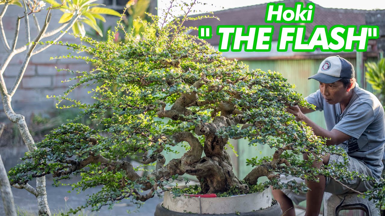 wearing dan menentukan mahkota dari Bonsai Hokiantea