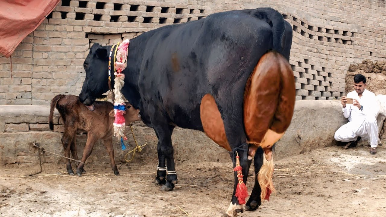 4 January 2026 Call [03018687340] Cholistani  Frizon  Cross  Milking  26kg Sohna Punjab Tv. 