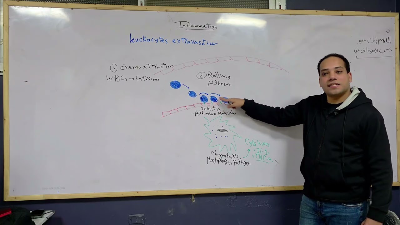 Inflammation Lecture 2 I Pathology 2026