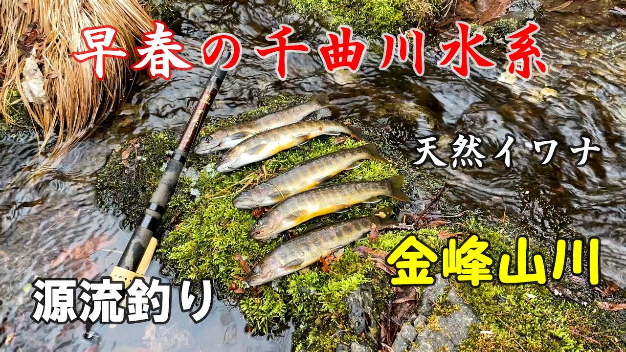 【千曲川水系渓流釣り】金峰山川 天然岩魚