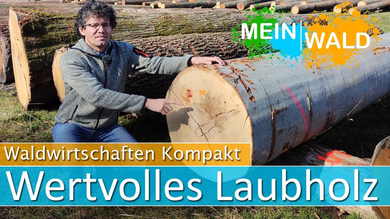 📈 📉Tops und Flops bei der Laubholz-Versteigerung