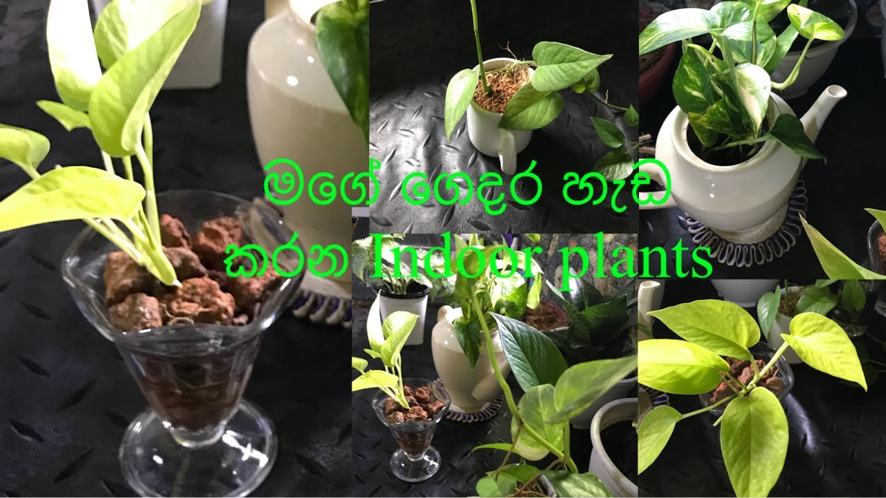 මදුරුවො බෝනොවන විදියට මම Indoors  plants හදන විදිය🪴
