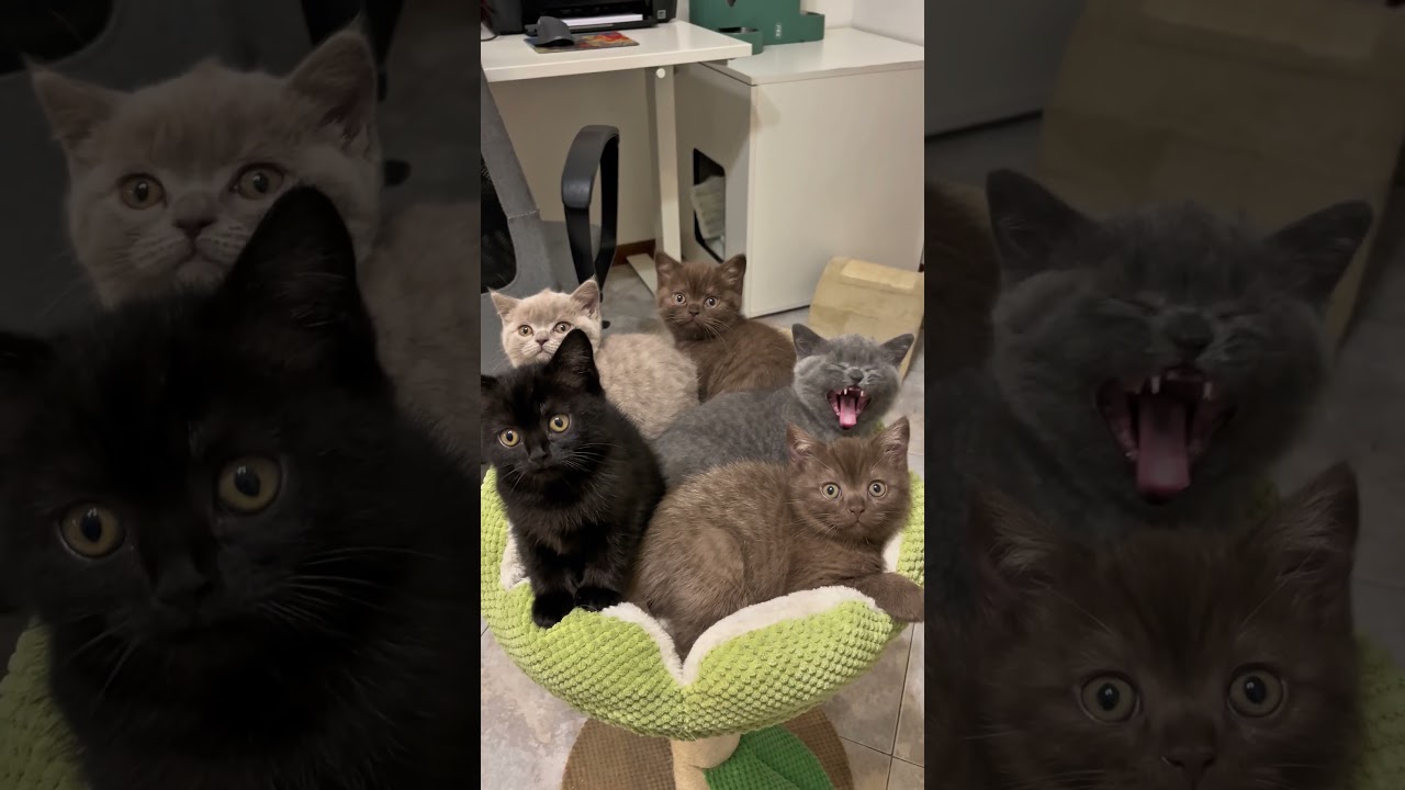 Cat, dog, pet, animal #animals #cat #petshub #funny #cute