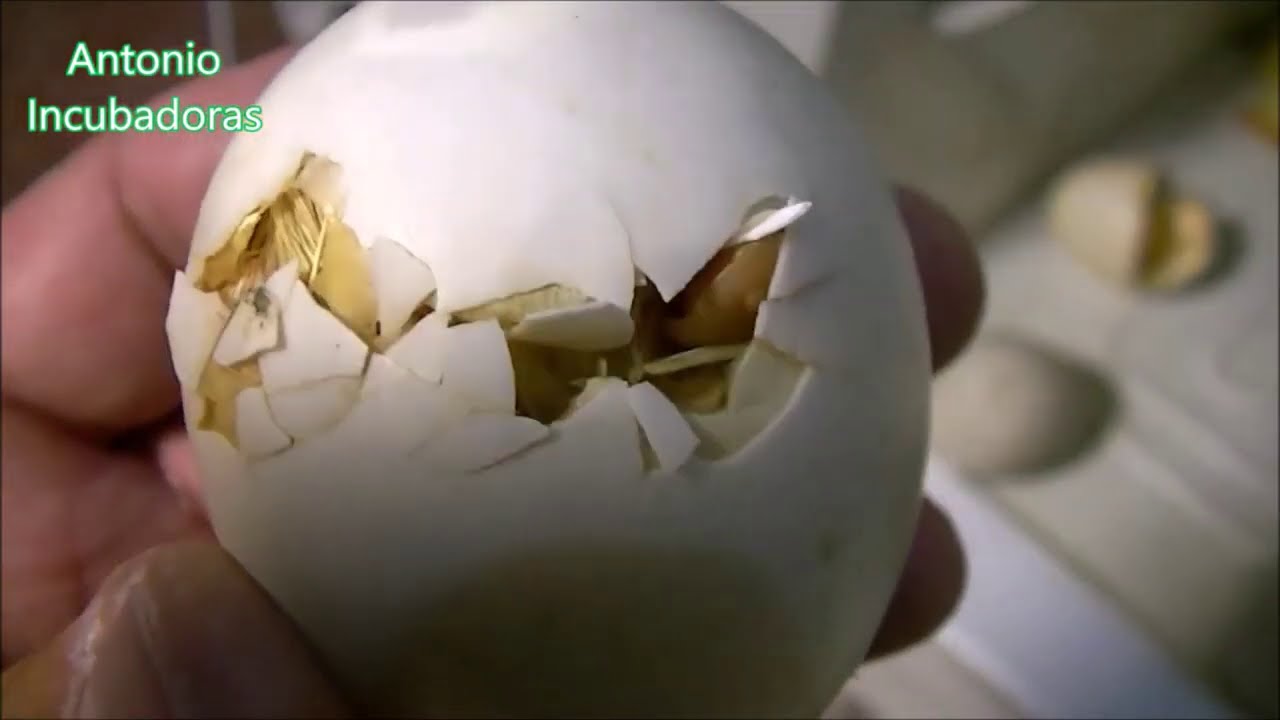 Incubación de huevos de pato en incubadora casera