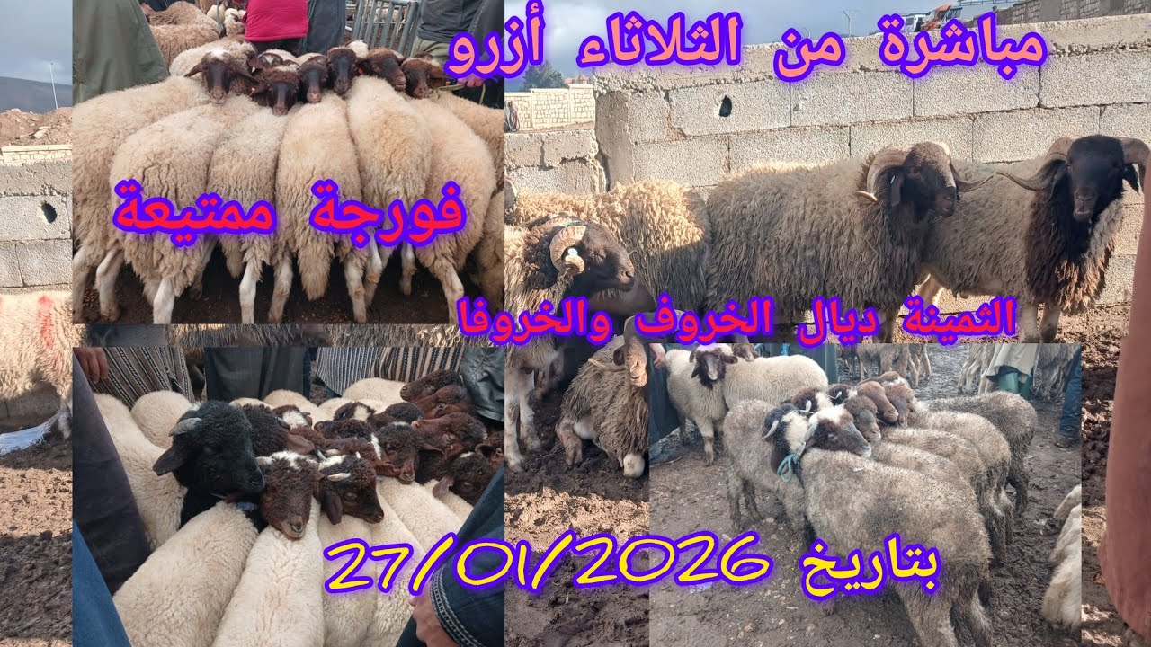 #مباشرة من سوق الثلاثاء ازرو بتاريخ 27/01/2026 #اكسبلور 