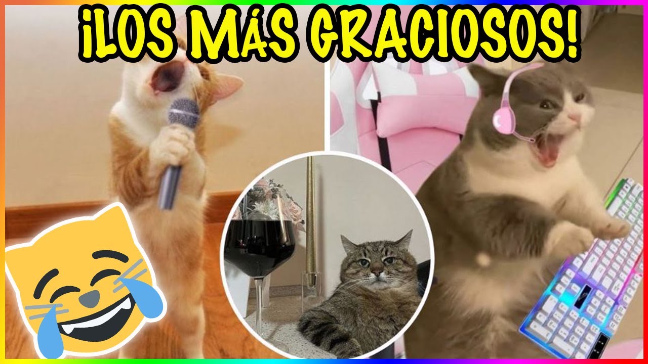 LOS VIDEOS DE GATOS M&Aacute;S DIVERTIDOS Y VIRALES DE INTERNET - SiamCatChannel