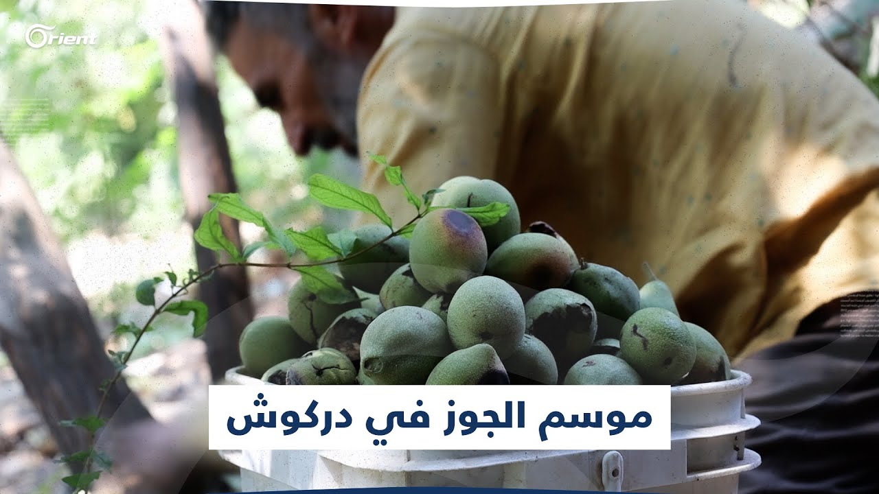 أهم مصدر زراعي لأهالي المنطقة.. بدء موسم قطاف الجوز في دركوش بريف إدلب