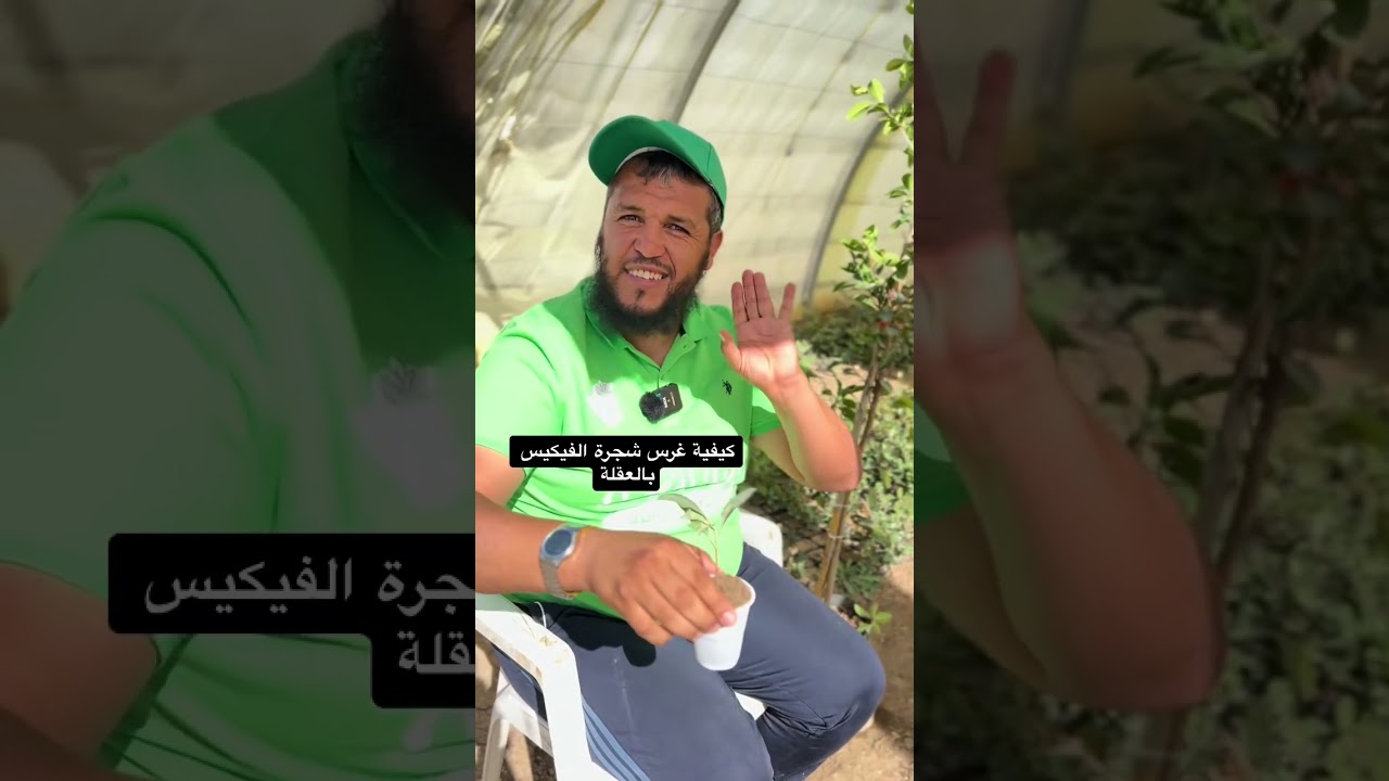 كيفية غرس شجرة الفيكيس باستعمال طريقة العقلة الطرفية