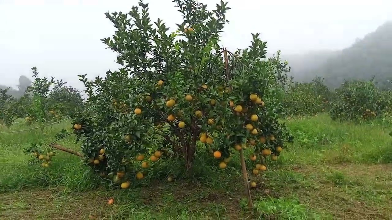 Cam vinh chín vàng quả đẹp vụ 2025